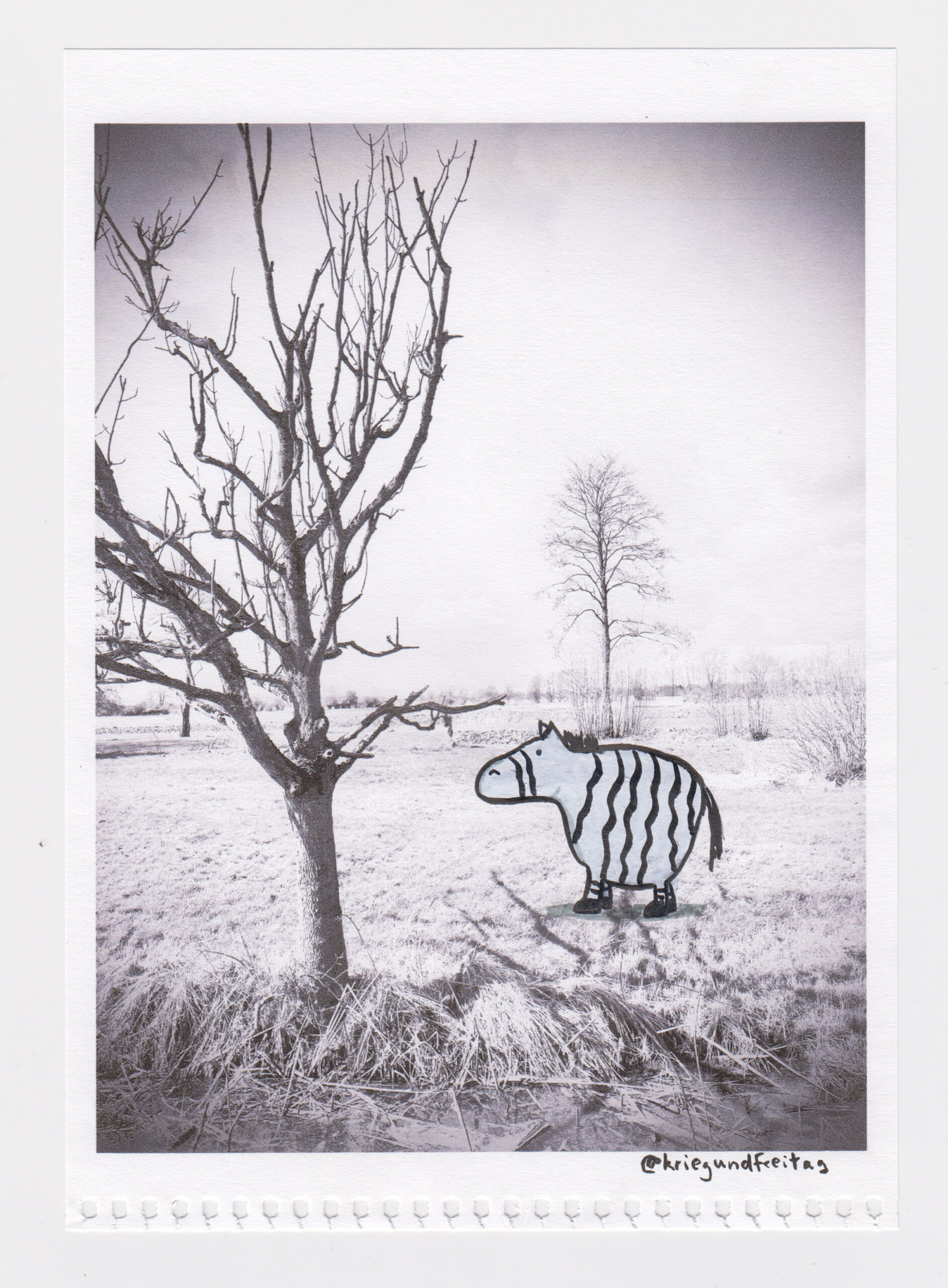 @kriegundfreitag - Zebra und Baum